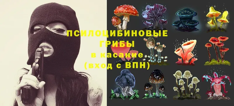 Псилоцибиновые грибы Psilocybine cubensis  сколько стоит  Калининск 